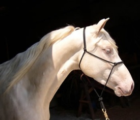 Albino